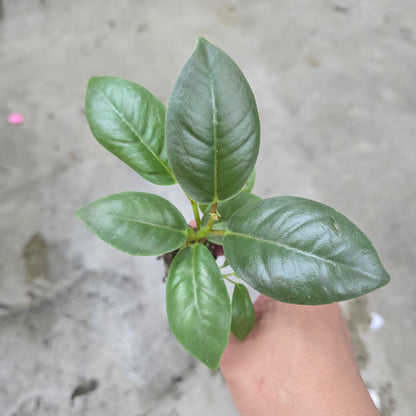 Ficus elastica - 2"
