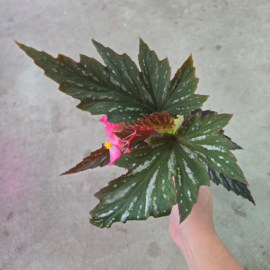 Begonia angelwing Lana - 4"