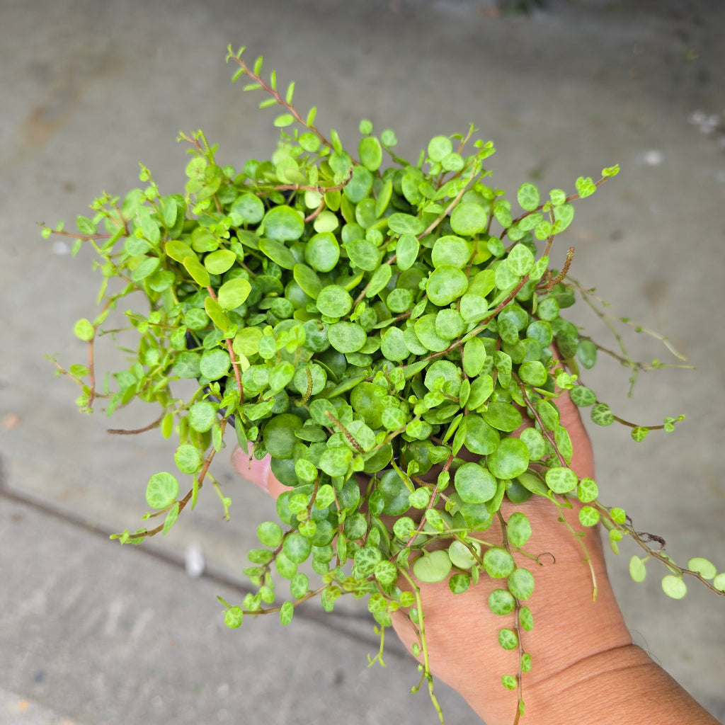 PLHC - Rescue Plants 4"