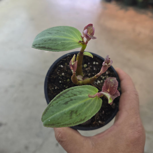 Sonerila sp. 'Vietnam' - 4"