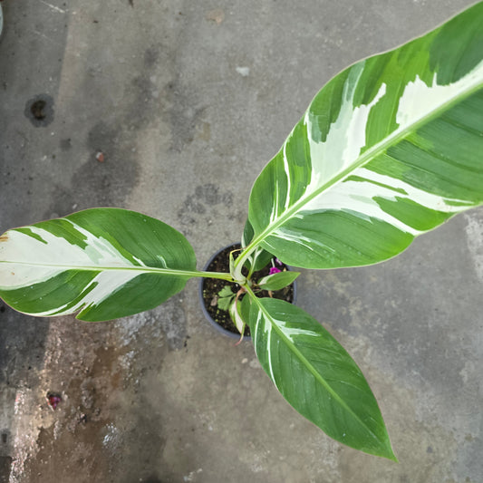 Musa Ae Ae - 6"