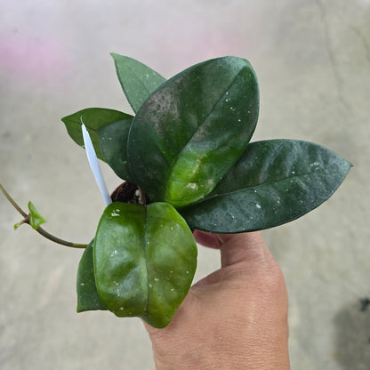 Hoya fungii - 2"