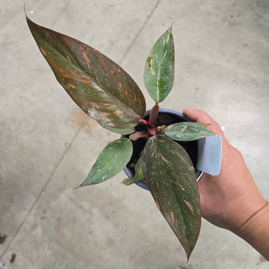 Philodendron orange princess marble - 4"