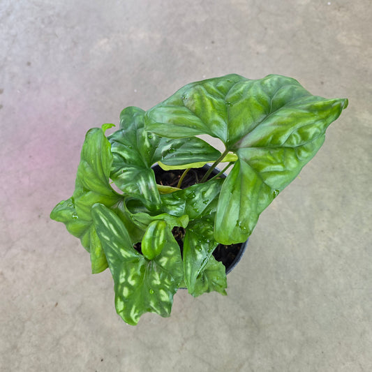 Cercestis mirabilis - 6"
