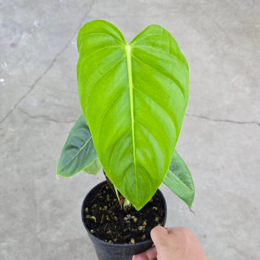Philodendron esmeraldense - 6"