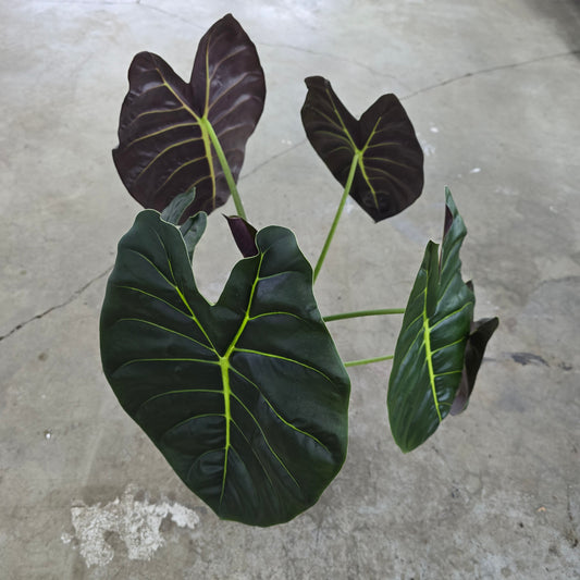 Alocasia 'Golden Bone' - 10"