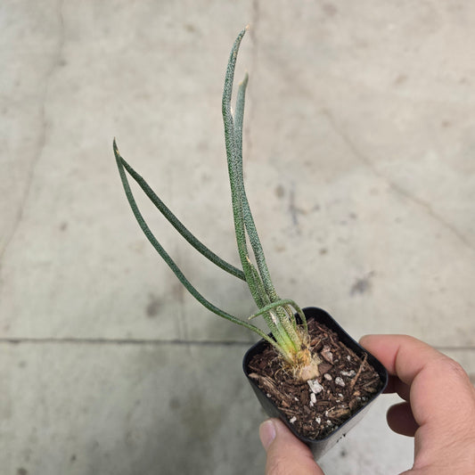 Astrophytum caput medusae - 2"