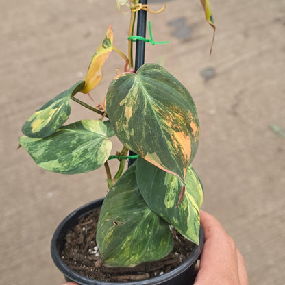 Philodendron micans 'Variegata' - 4"
