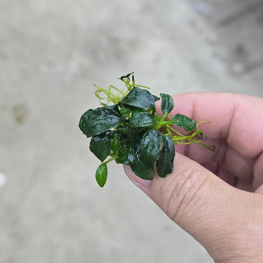 Anubias 'dark angel'
