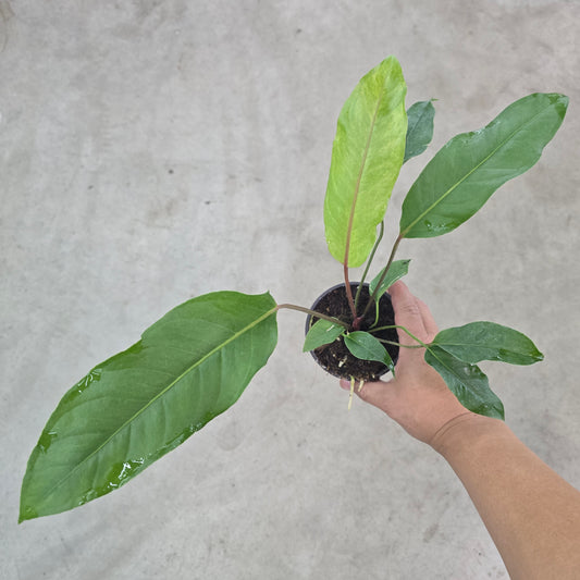 Anthurium aurea variegated - 4"