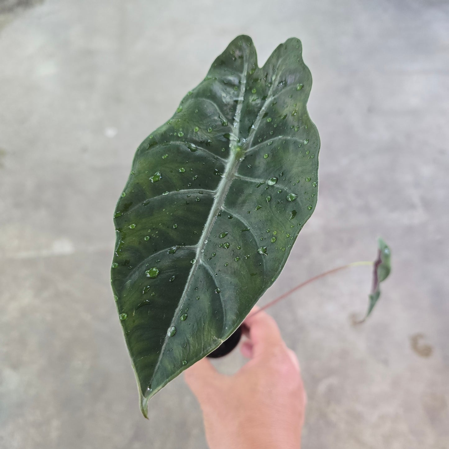 Alocasia Chantrieri - 2"