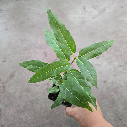 Ficus ingens - 4"