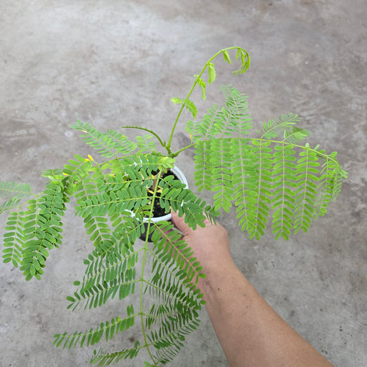 Colvillea racemosa - 4"