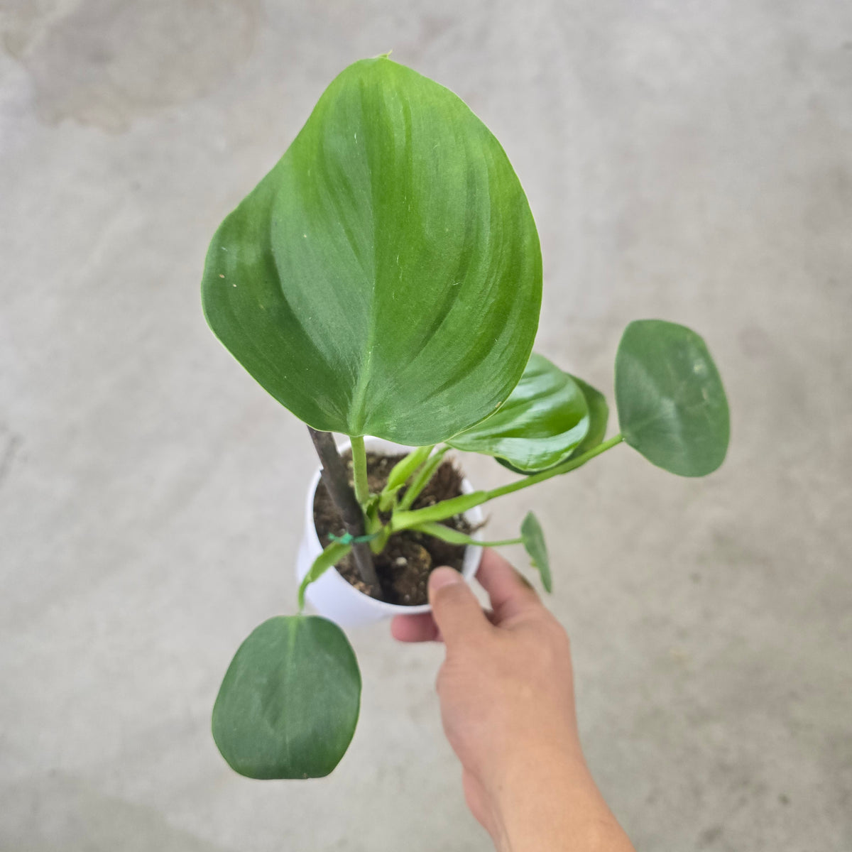 Philodendron grazielae - 4"