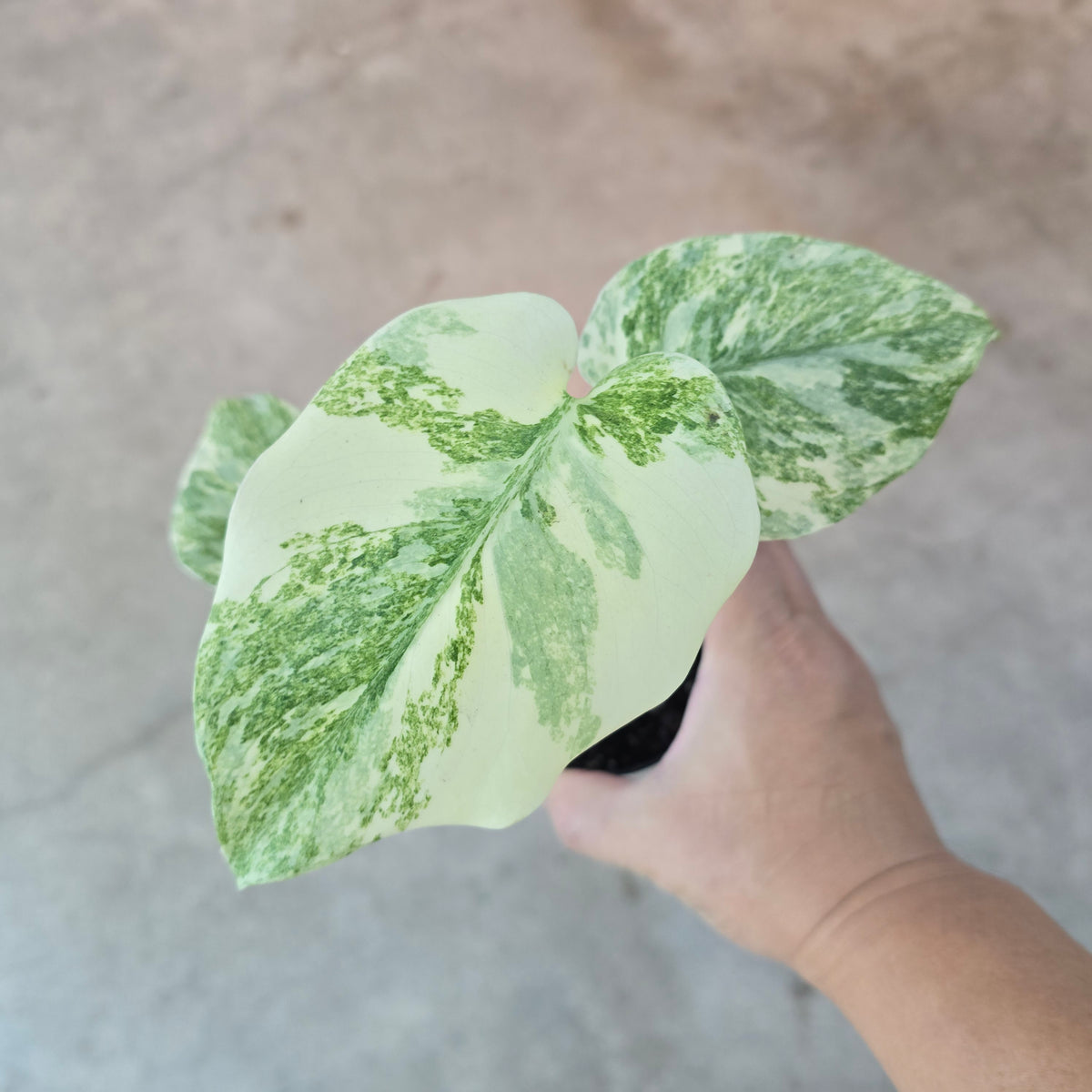 Monstera deliciosa 'Legacy' - 4"
