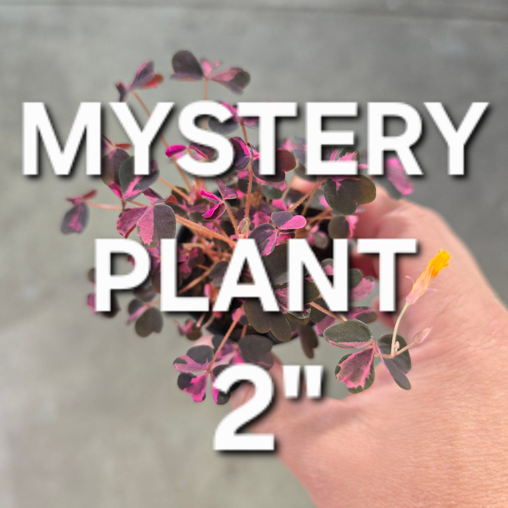 Mystery Plant - 2"