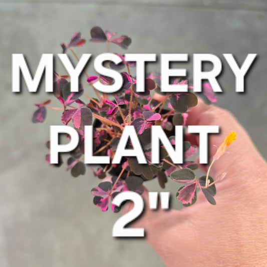 Mystery Plant - 2"