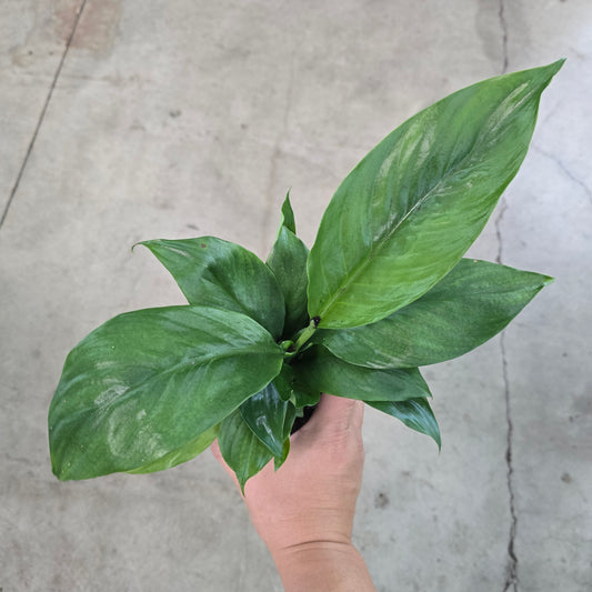 Spathiphyllum 'bingo cupido' - 4"