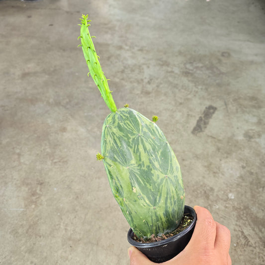 Opuntia cochenillifera 'Variegata' - 4"