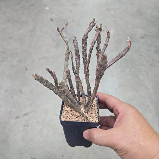 Euphorbia platyclada - 3"