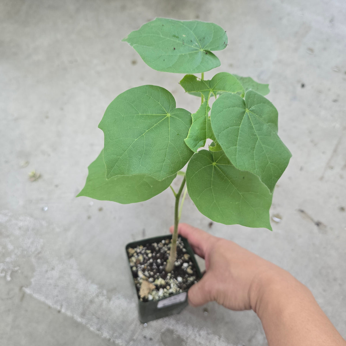 Sterculia africana - 4"