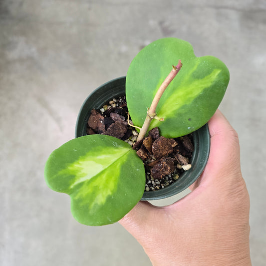 Hoya kerrii 'Variegata Reversa' - 4"