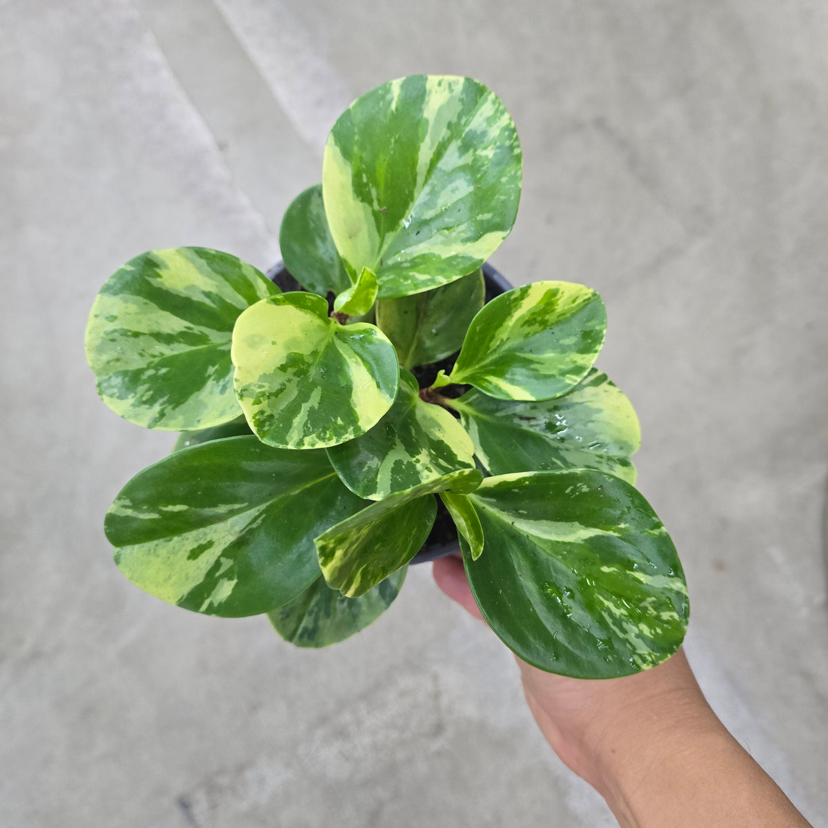 Peperomia obtusifolia  'Marble' - 6.5"