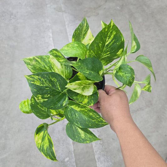 Epipremnum 'Golden Hawaiian' - 6"