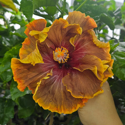 Hibiscus rosa-sinensis - 6" (rescue)
