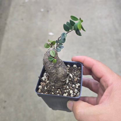 agapetes serpens - 3"