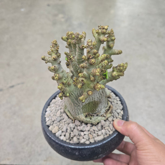 Adenium arabicum 'Godzilla' - 6"