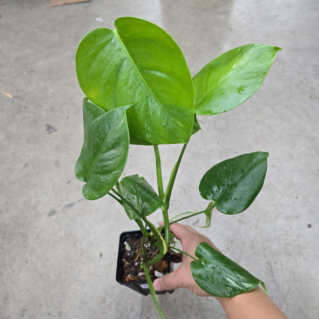 Monstera borsigiana albo - 4" (LV)