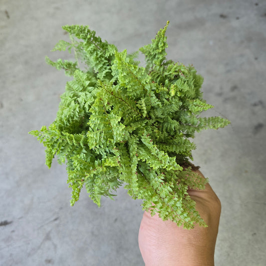 Nephrolepis ex. 'Cotton Candy' - 4" (rescue)