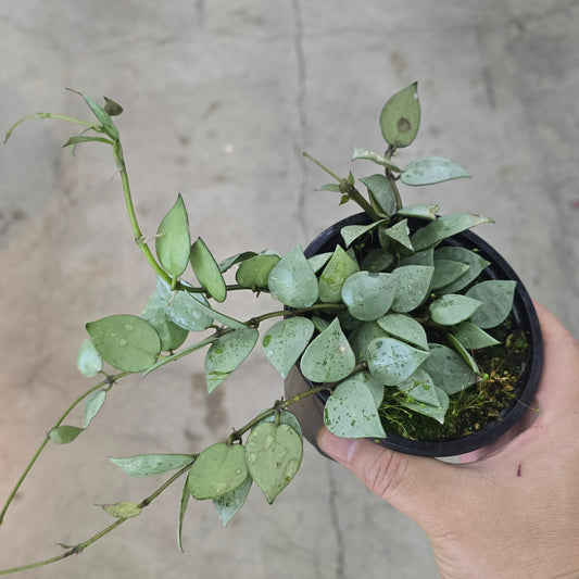 Hoya krohniana arctic - 4"