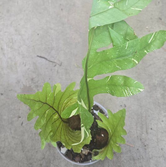 Variegated Drynaria - 4"