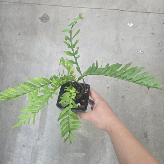 Lecanopteris lomarioides - 4"