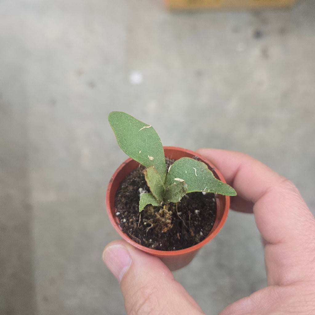 Platycerium willinckii 'OMG' - 2"
