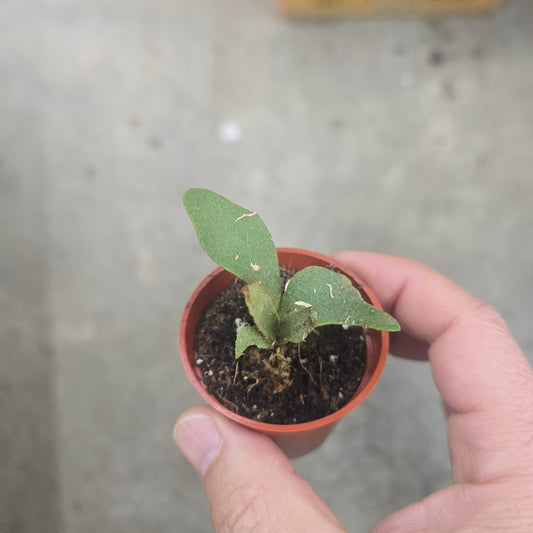 Platycerium willinckii 'OMG' - 2"