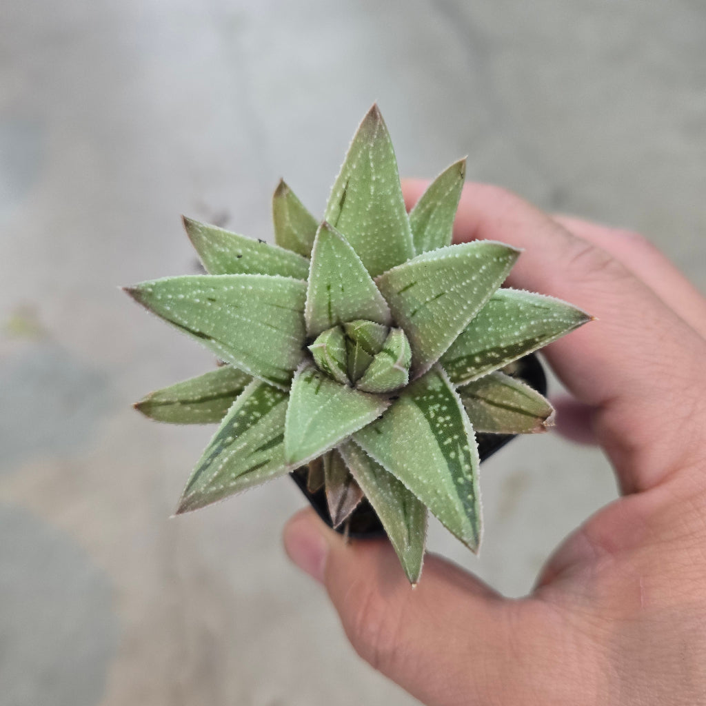Gasteria 'Kaleidoscope' - 2"
