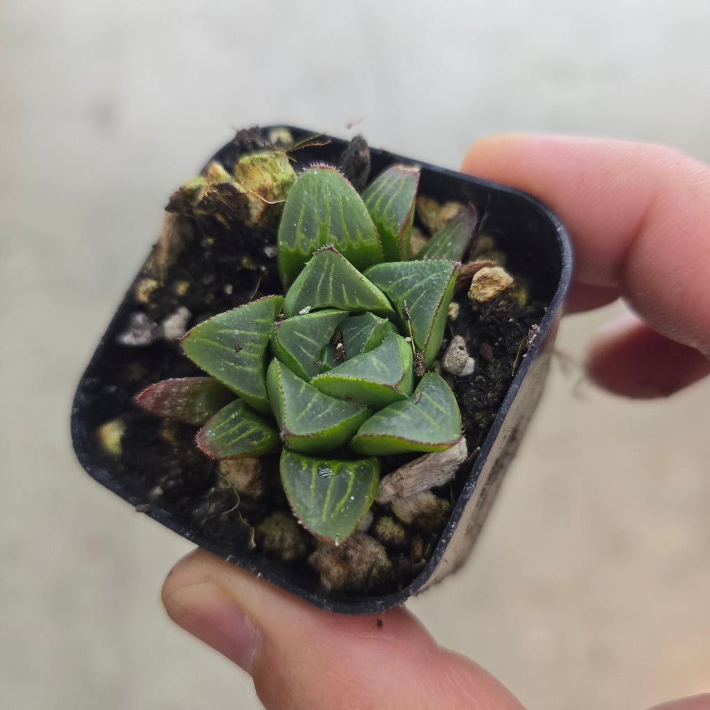 Haworthia retusa - 2"