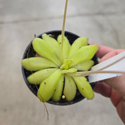 Pinguicula agnata x potosiensis - 3.5"