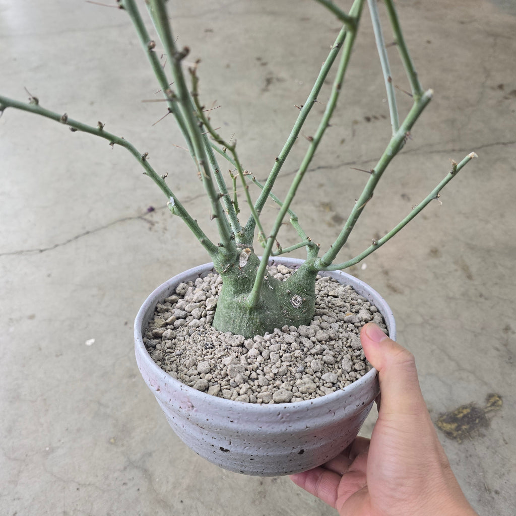 Adenia spinosa - 4" (7 year)