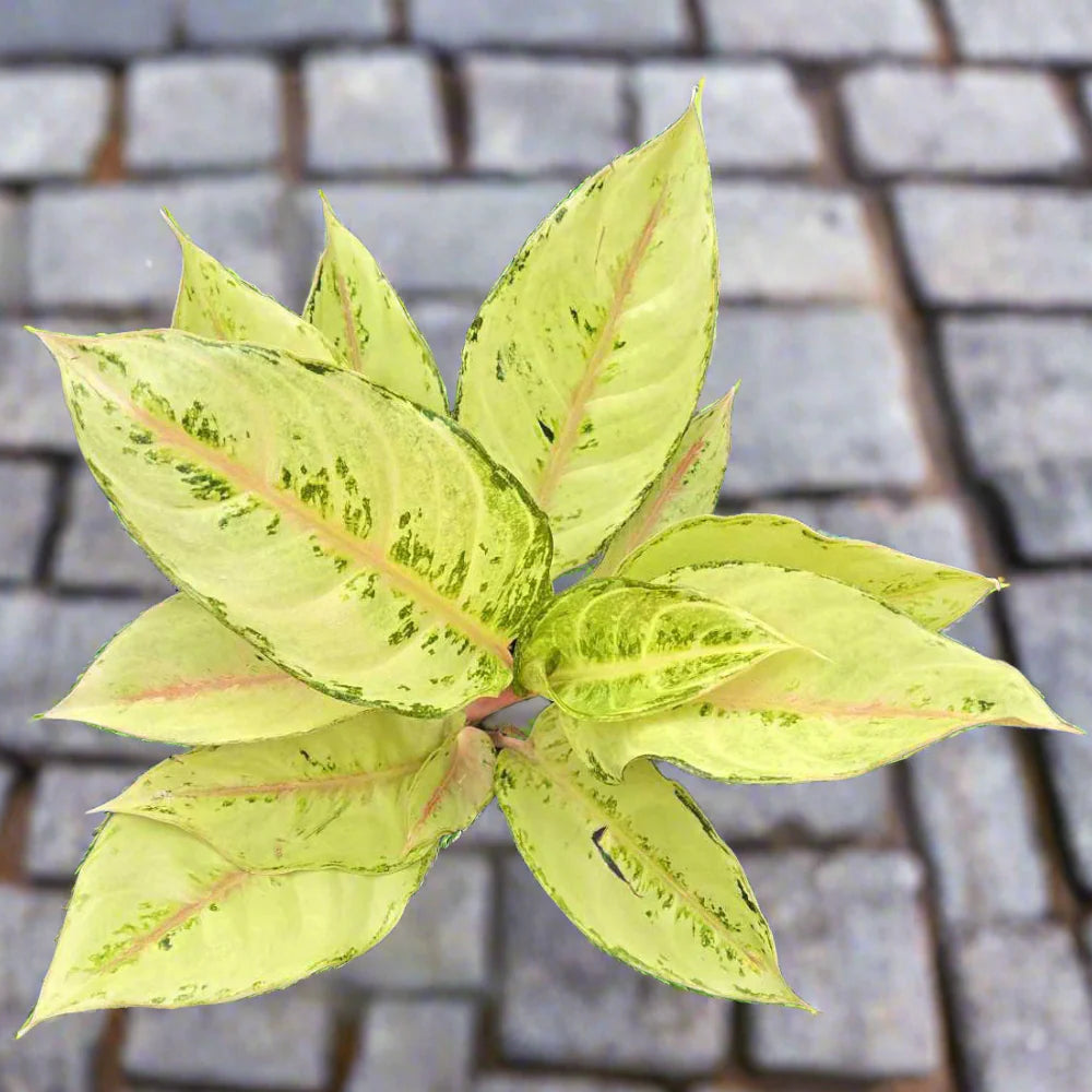 Aglaonema 'Lucky' - 4"
