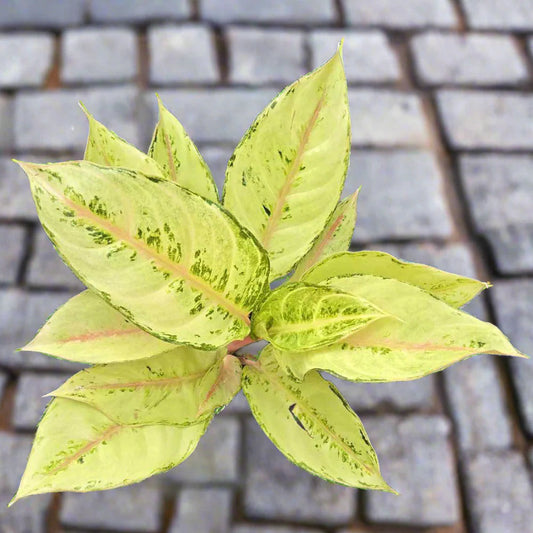 Aglaonema 'Lucky' - 4"