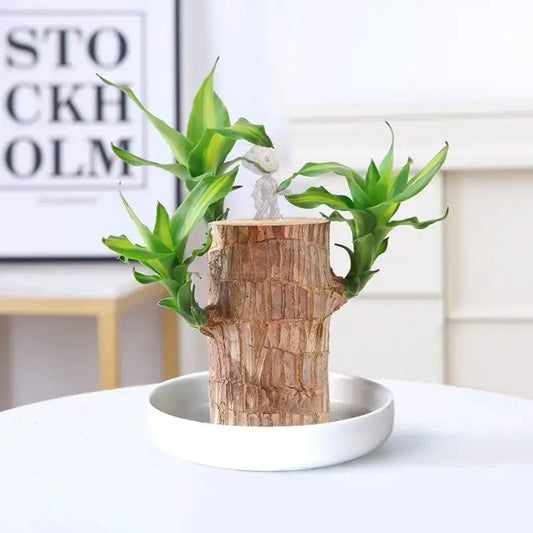 Dracaena fragans - Stump