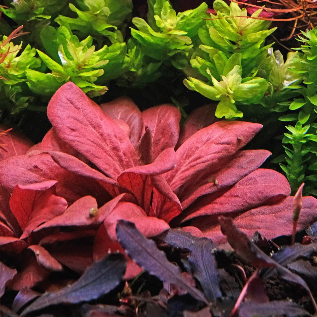 Samolus parviflorus 'red' - 2" cup