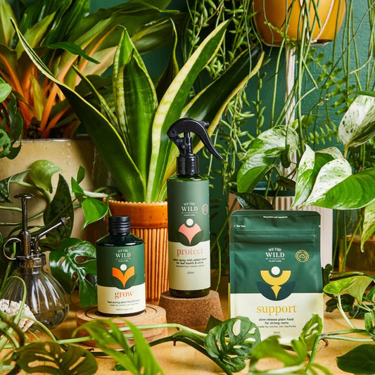 Houseplant Essential Plant Care Trio