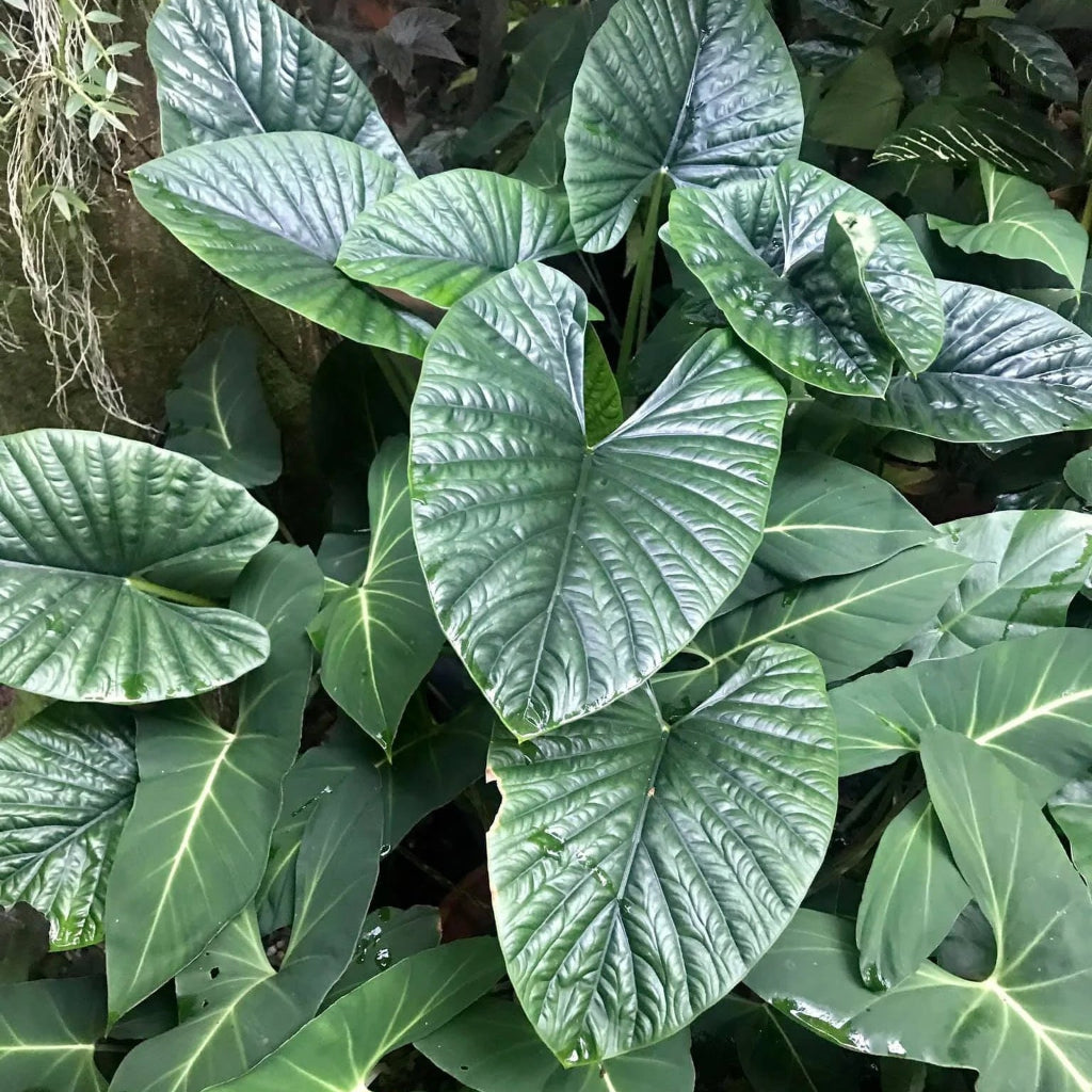 Alocasia Lukiwan - 2"