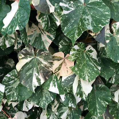 Hibiscus tiliaceus 'Variegated' - 4"