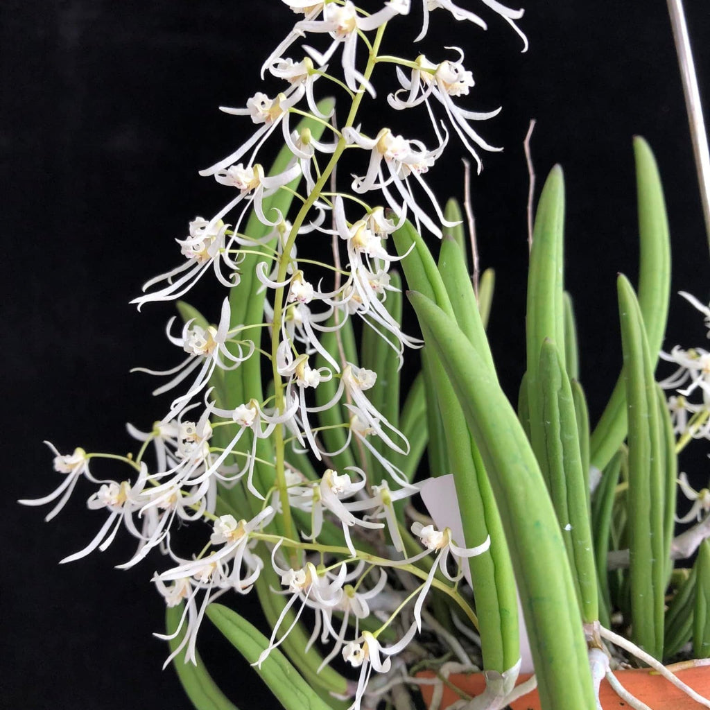 ORCHIDS – Peace, Love & Happiness Club